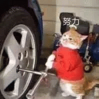 猫咪 猫咪认真用力的转轮胎，努力