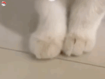猫咪跺脚！