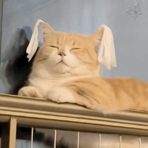 耳朵上沾纸巾的小猫咪惬意闭眼