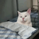 白色猫咪颓废躺在床上