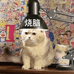 猫咪 猫咪站在灯下，烧脑