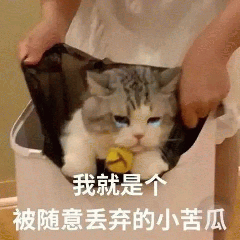 猫咪 猫咪被装在袋子里满脸无奈苦涩，我就是个被随意丢弃的小苦瓜