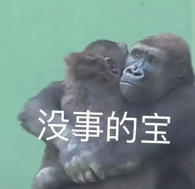猩猩 两只大猩猩互相安慰，没事的宝