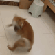 柴犬 柴犬自己和自己玩耍，转圈找尾巴