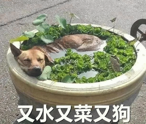 狗狗 狗狗躺在睡桶里，又水又菜又狗
