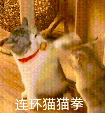 两只猫咪生气打架 连环猫猫拳