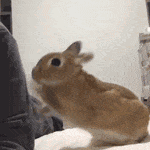 可爱的小兔子打拳