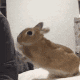可爱的小兔子打拳