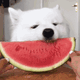 狗狗开心的吃西瓜