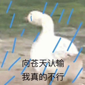 小鸭子在雨中低头  向苍天认输 我真的不行