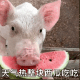 小猪着急的吃西瓜  天气热整块西瓜吃吃