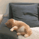 猫咪躺在沙发上悠闲蹬脚