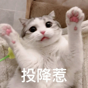 猫咪可爱举起手投降  投降惹