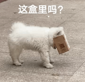狗狗叼着盒子说  这盒里吗？