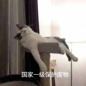 猫咪悠闲摆烂的躺在椅子上  国家一级保护废物