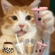猫咪一手拿着奶茶 面前还摆着各种各样的奶茶