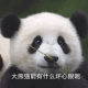 大熊猫能有什么坏心眼呢