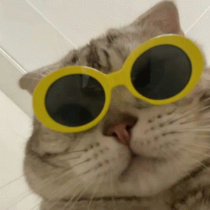 猫咪戴着墨镜