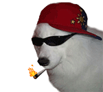 狗狗戴墨镜戴红色帽子点烟