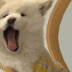扭动变形白色狗狗表情