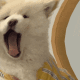扭动变形白色狗狗表情
