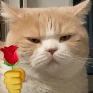 小猫咪可玫瑰花表情包