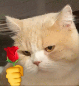 小猫咪给你的花花表情包