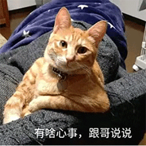 猫咪装酷耍帅的手撑着沙发  有啥心事，跟哥说说