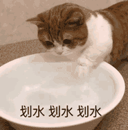 小猫咪划水划水划水表情包