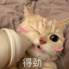猫咪可爱乖巧喝奶  上头 得劲