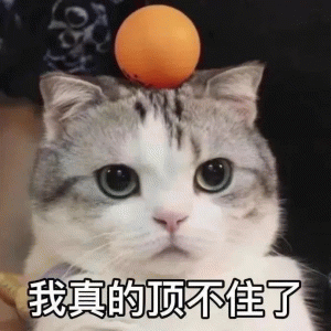 我真的顶不住了 可爱猫咪头顶橘子，配文“我真的顶不住了”萌趣十足表情包图片gif动图 - 求表情网,斗图从此不求人!