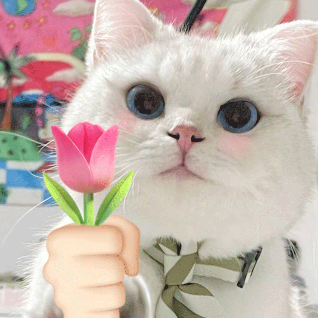 猫咪可爱害羞送花花