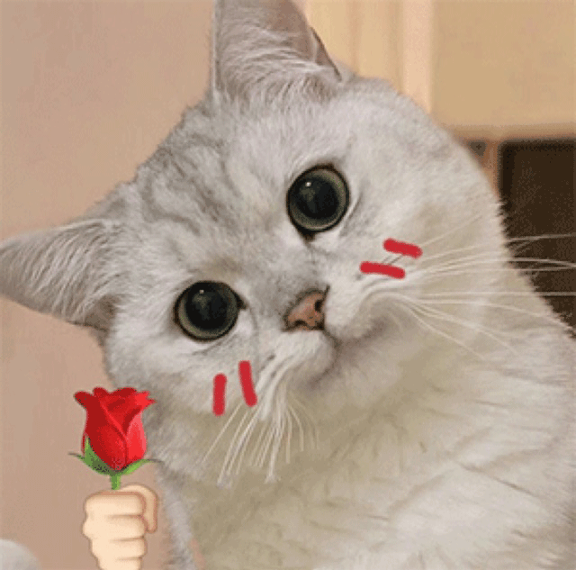 猫咪可爱歪头送花花