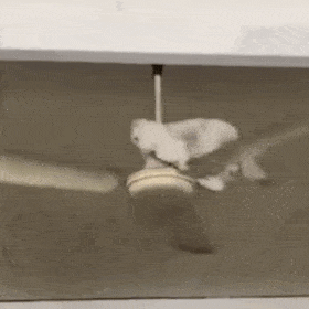 猫咪趴在电风扇转悠