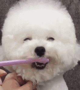 狗狗刷牙表情包