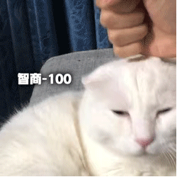 小猫咪智商-100智商-100智商-100表情包