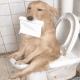 狗狗嘴巴叼纸上厕所
