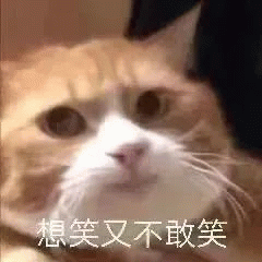 猫咪憋笑说  想笑又不敢笑