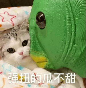 小猫咪强扭的瓜不甜表情包