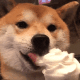 柴犬开心吃冰淇凌