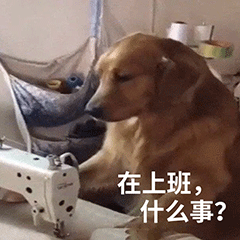 狗狗认真努力踩缝纫机  在上班 什么事？