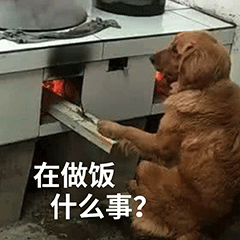 狗狗认真烧火做饭  在做饭 什么事？