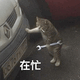 猫咪拿着扳手认真忙碌修车  在忙