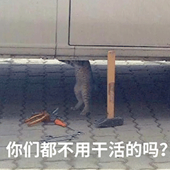 猫咪努力修车  你们都不用干活的吗？