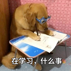 狗狗认真低头学习  在学习，什么事