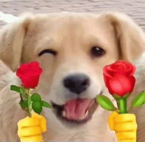 狗狗wink举花花
