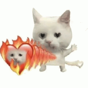 猫咪发送火热爱心