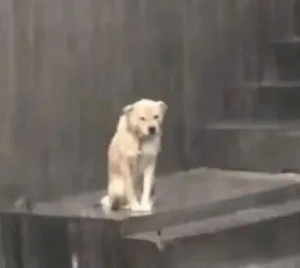 狗子一人淋雨