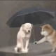 狗子给另一只狗子撑伞