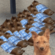 一群狗狗睡觉